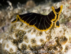 this slug was posing so nice!  I couldn't determine what ... by Stephan Kerkhofs 